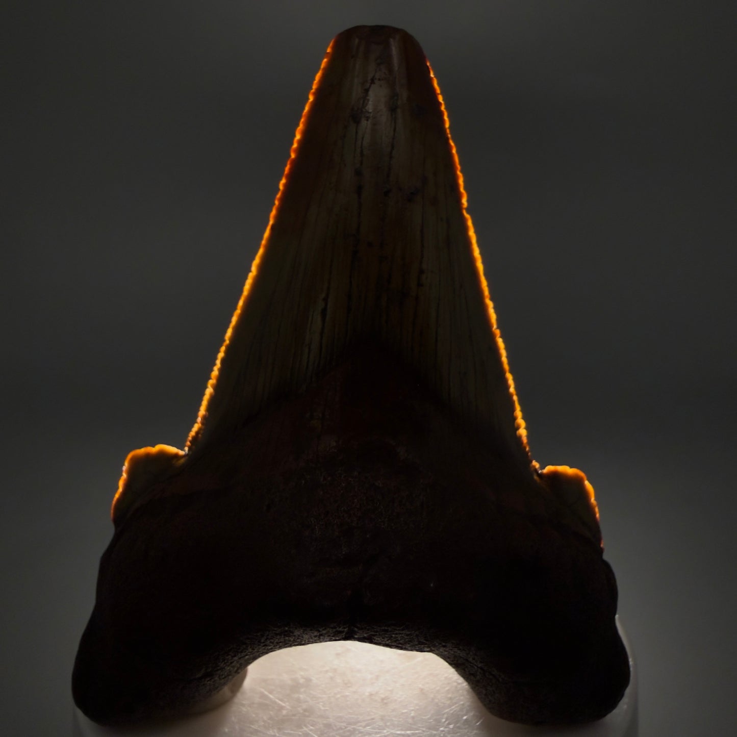 Front View Colorful, serrated 3.19" Fossil Carcharocles Sokolowi Shark Tooth - Suwannee River, Florida AU406 - 1