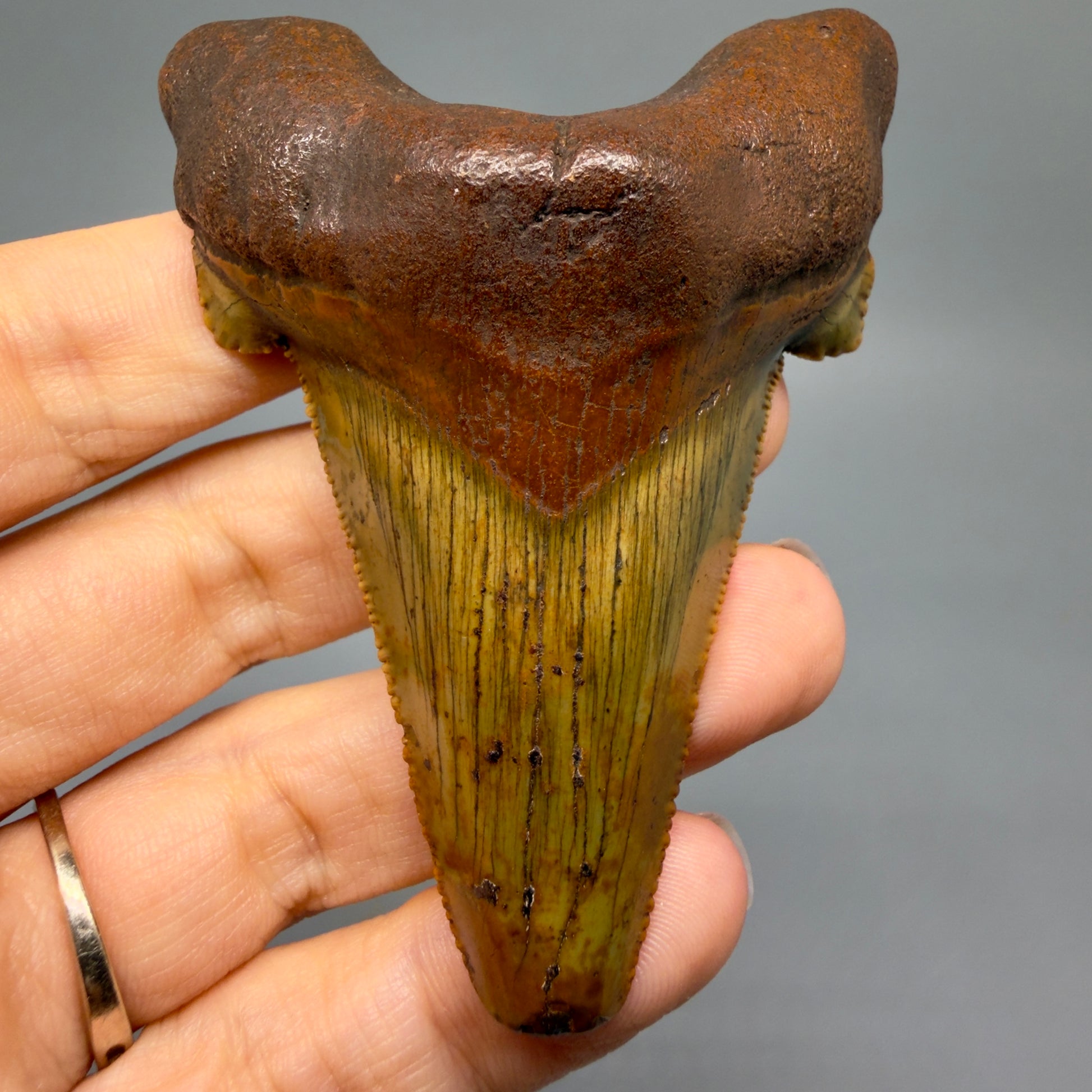 Front View Colorful, serrated 3.19" Fossil Carcharocles Sokolowi Shark Tooth - Suwannee River, Florida AU406 - 2