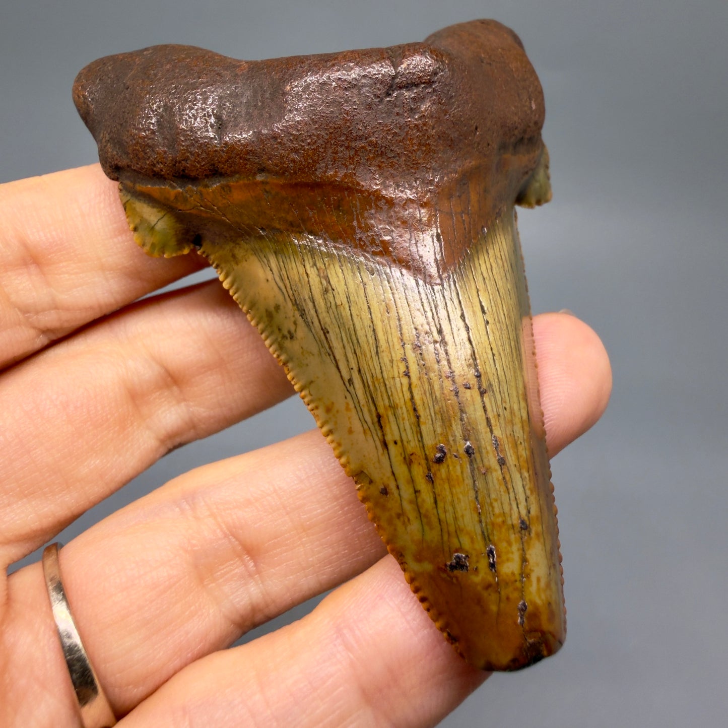 Front View Colorful, serrated 3.19" Fossil Carcharocles Sokolowi Shark Tooth - Suwannee River, Florida AU406 - 3