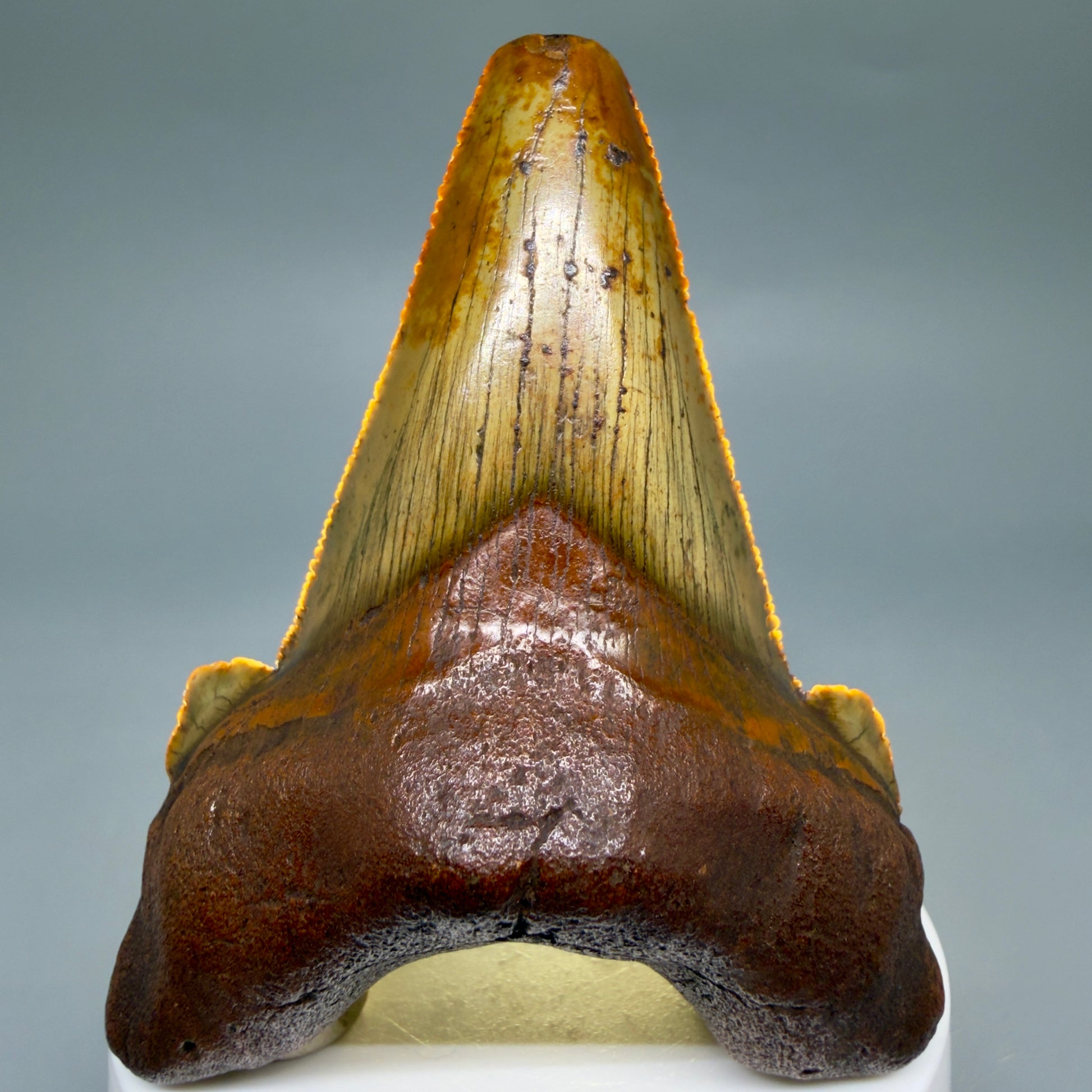 Front View Colorful, serrated 3.19" Fossil Carcharocles Sokolowi Shark Tooth - Suwannee River, Florida AU406 - 4