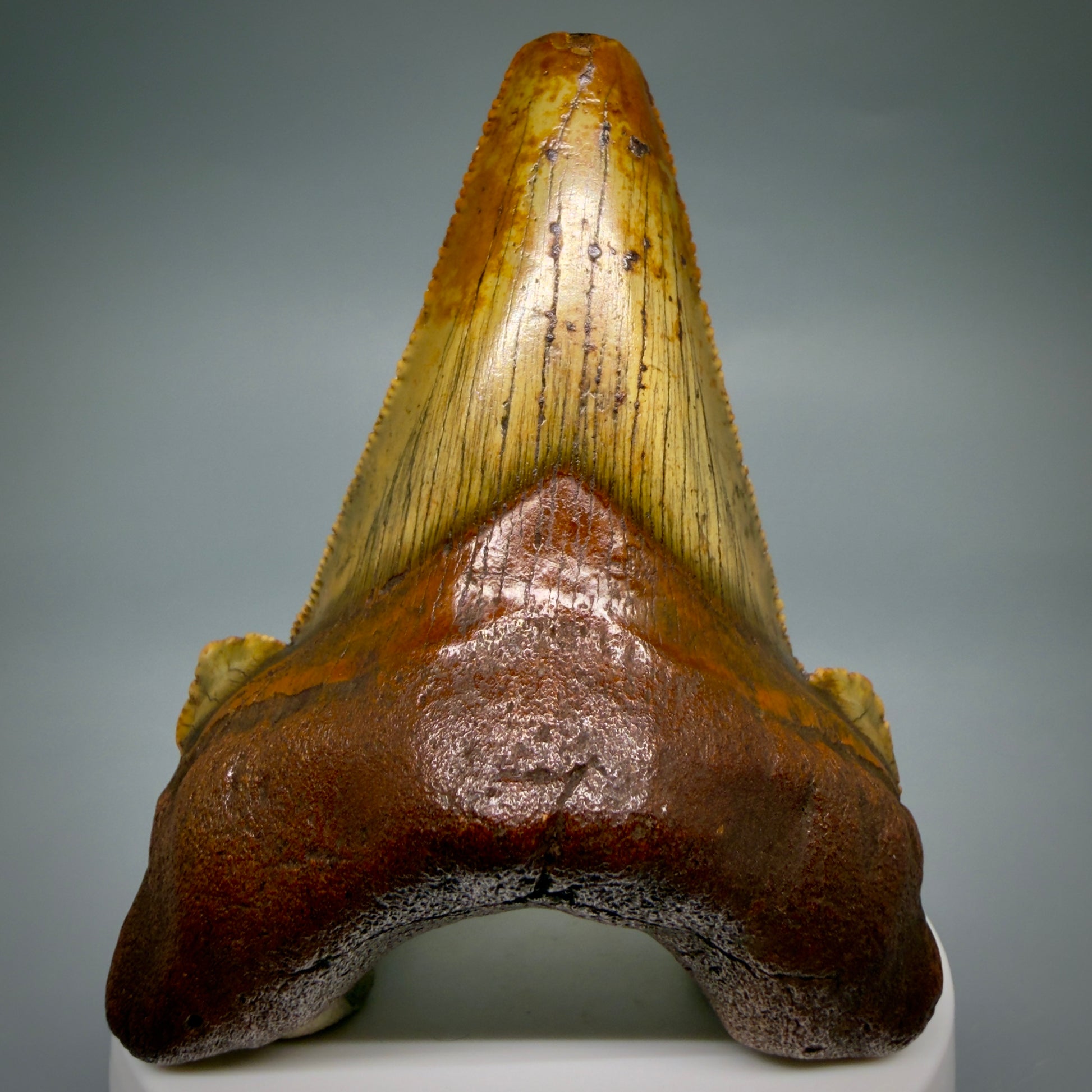 Front View Colorful, serrated 3.19" Fossil Carcharocles Sokolowi Shark Tooth - Suwannee River, Florida AU406