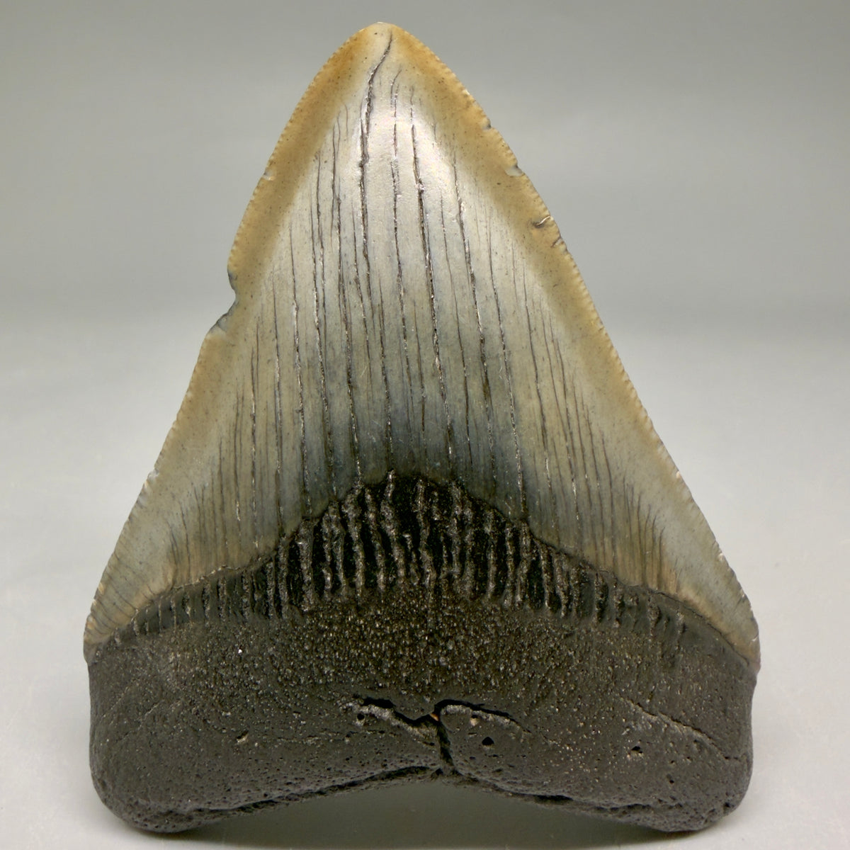 Front View Colorful, serrated 3.29" Fossil Megalodon Tooth from South Carolina megalodonteeth.com CM6559