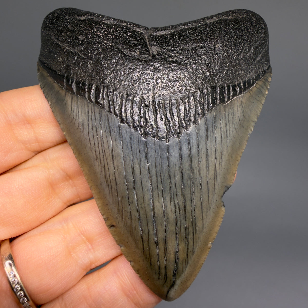 Front View Colorful, serrated 3.29" Fossil Megalodon Tooth from South Carolina megalodonteeth.com CM6559 - 1