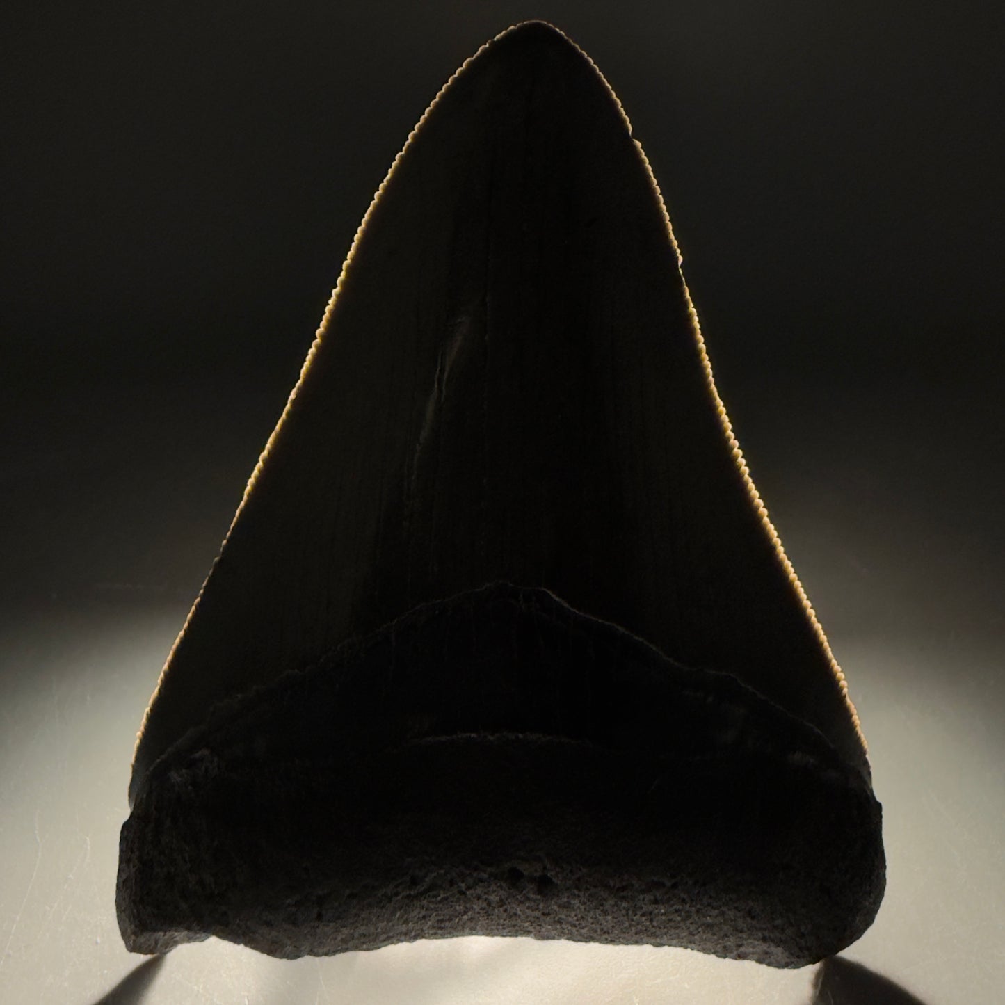 Front View Colorful, serrated 3.46" Fossil Megalodon Tooth from South Carolina CM6561 - 1