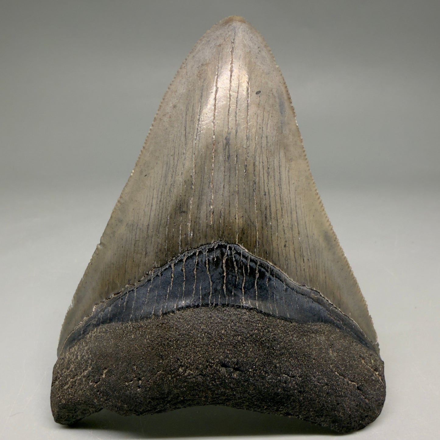 Front View Colorful, serrated 3.46" Fossil Megalodon Tooth from South Carolina CM6561 - 2