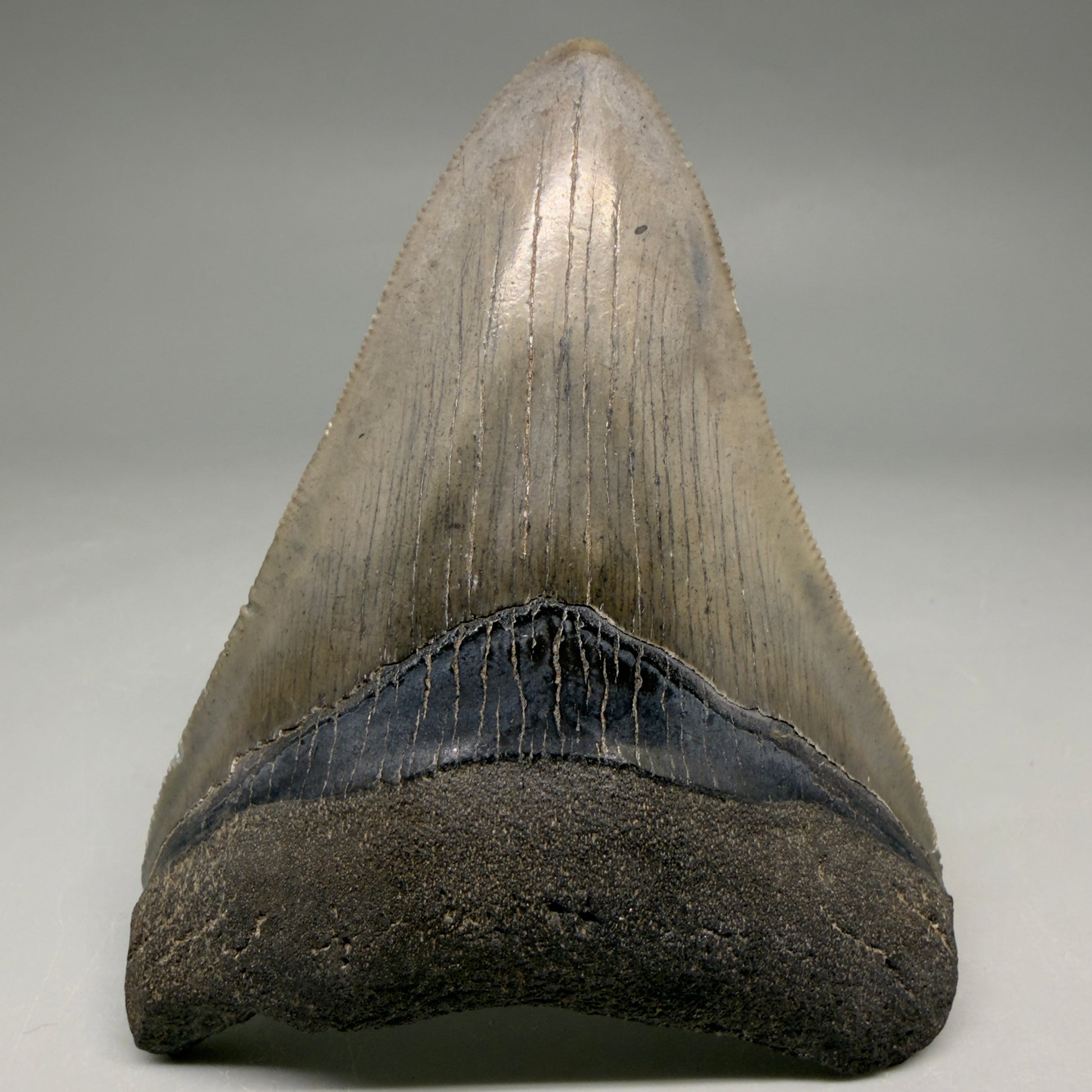 Front View Colorful, serrated 3.46" Fossil Megalodon Tooth from South Carolina CM6561 - 2