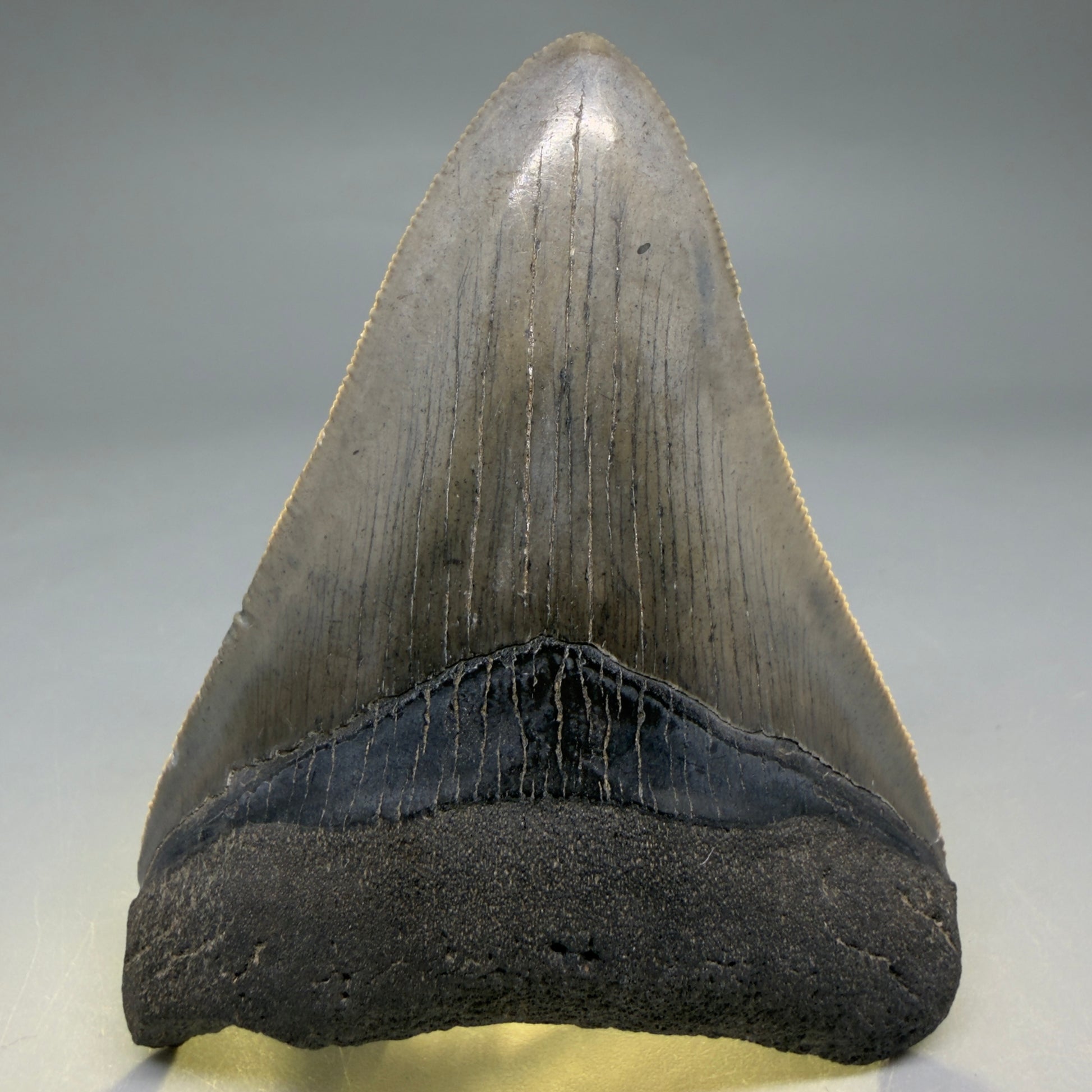 Front View Colorful, serrated 3.46" Fossil Megalodon Tooth from South Carolina CM6561 - 3