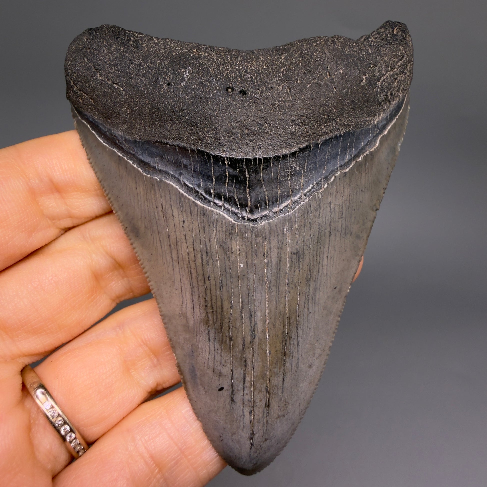 Front View Colorful, serrated 3.46" Fossil Megalodon Tooth from South Carolina megalodonteeth.com CM6561
