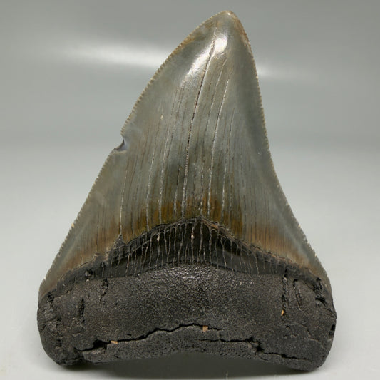 Front View Colorful, serrated 3.48" Megalodon Tooth - South Carolina CM6103
