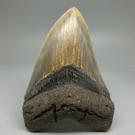 Front View Colorful, serrated 5.33" Authentic Megalodon Tooth – North Carolina Fossil | Carcharocles megalodon CM6066