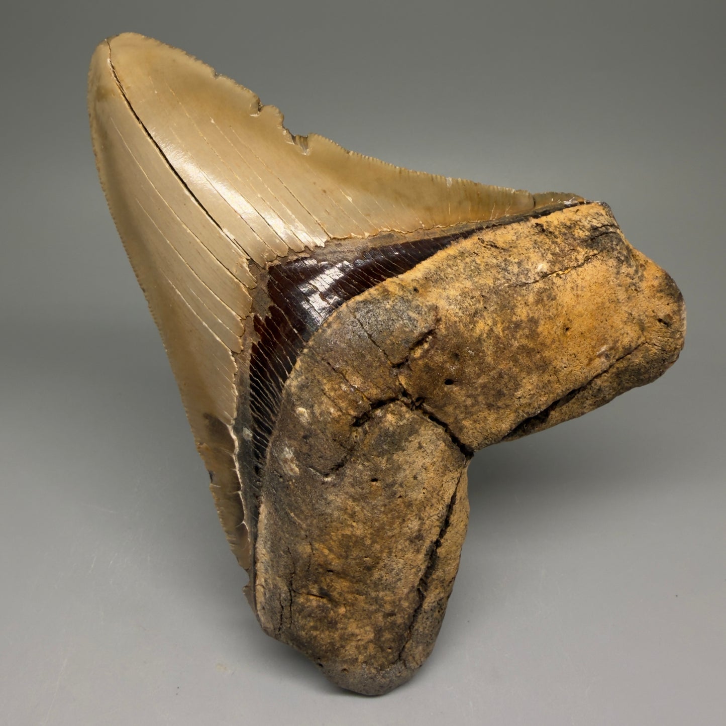 Front View Colorful, serrated 5.35" Fossil Megalodon Tooth - Wilmington North Carolina CM5675 