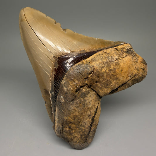 Front View Colorful, serrated 5.35" Fossil Megalodon Tooth - Wilmington North Carolina CM5675 