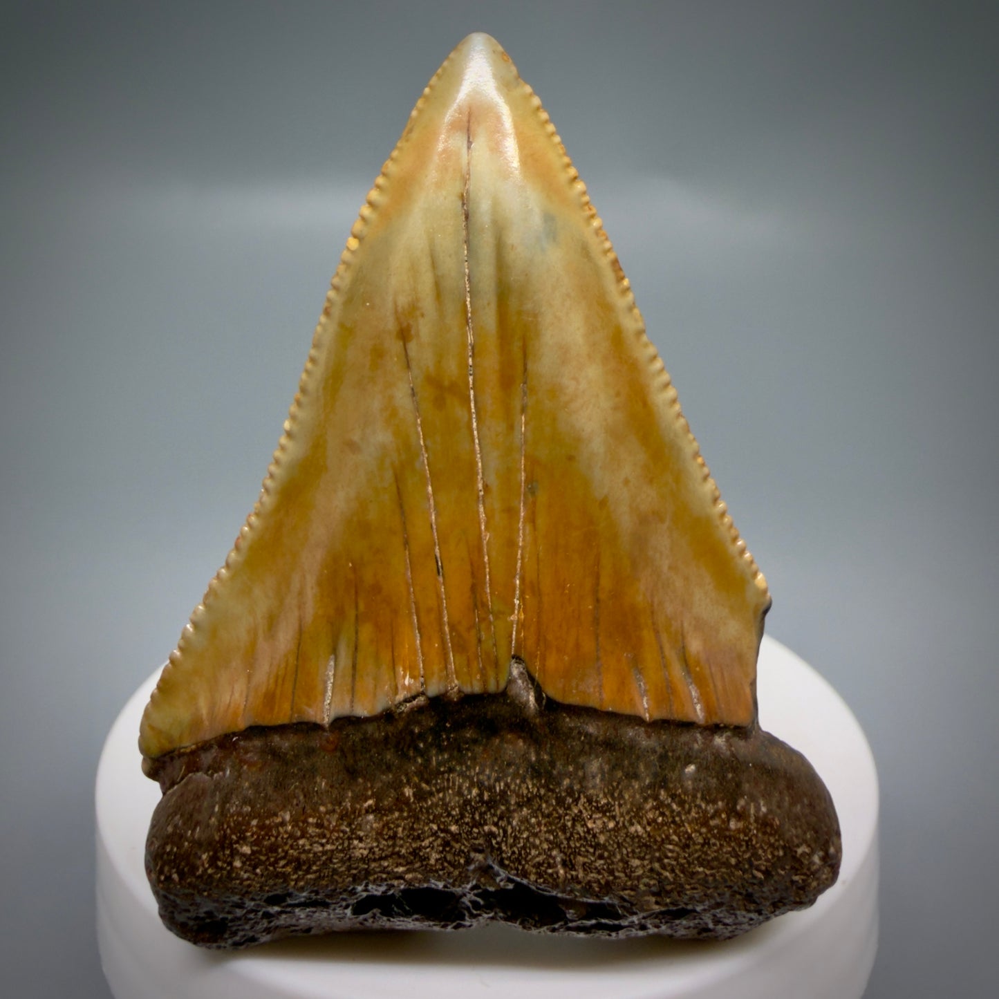 Front View Colorful, serrated, Large 2.50" Fossil Great White Shark Tooth - Cooper River, SC GW1332