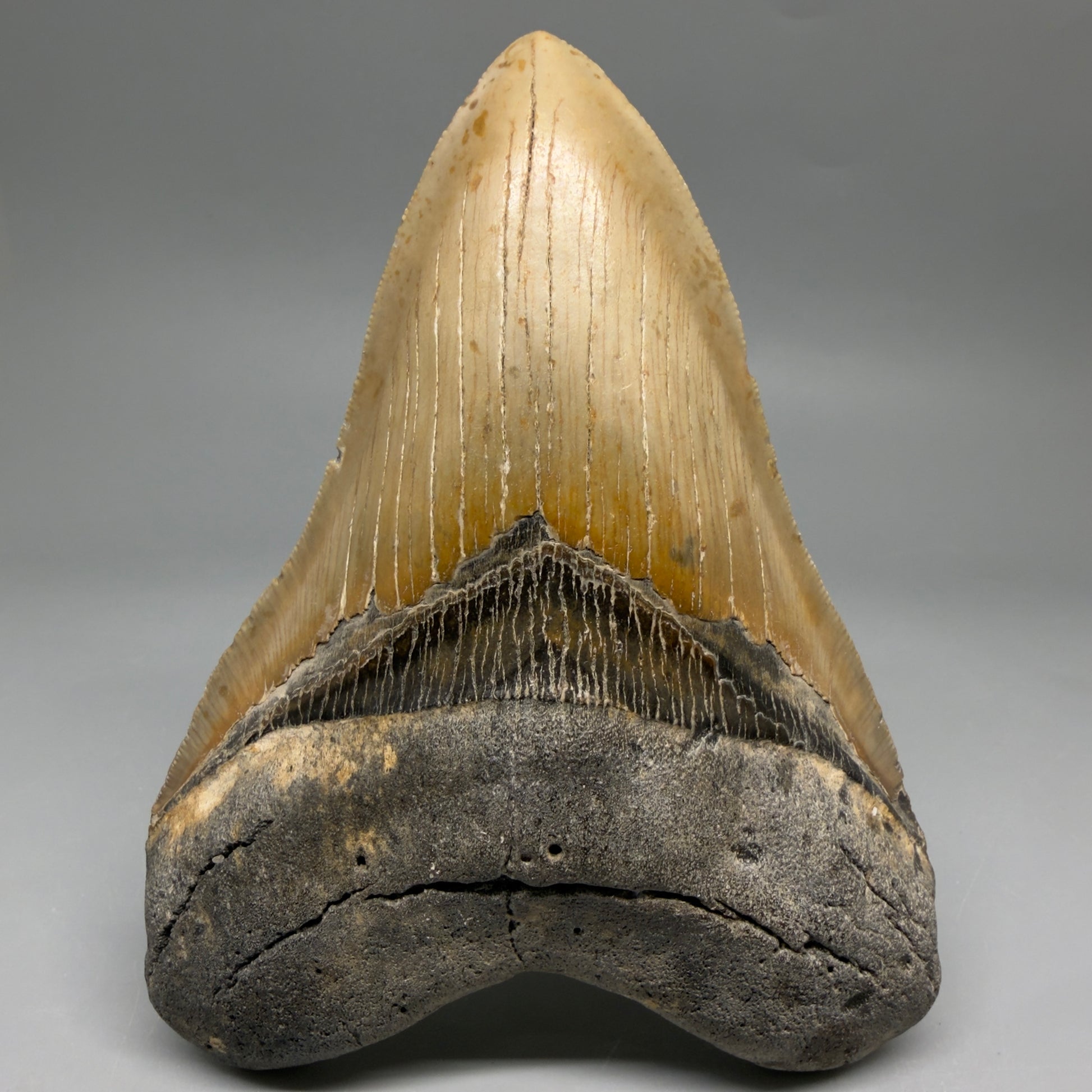 Front View Colorful, serrated, heart-shaped 4.98" Authentic Megalodon Tooth – North Carolina CM6463 - 1