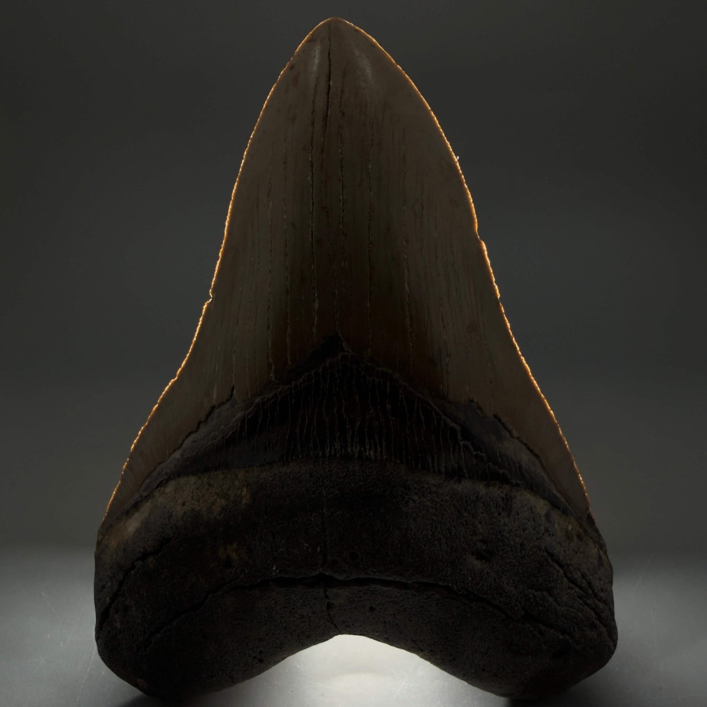 Front View Colorful, serrated, heart-shaped 4.98" Authentic Megalodon Tooth – North Carolina CM6463 - 2