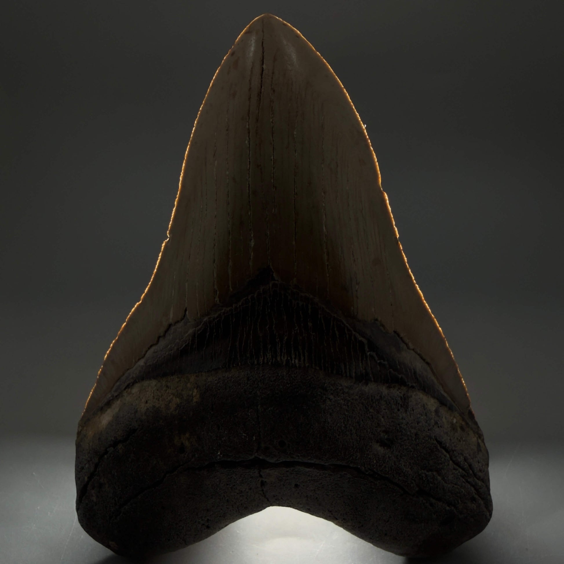Front View Colorful, serrated, heart-shaped 4.98" Authentic Megalodon Tooth – North Carolina CM6463 - 2