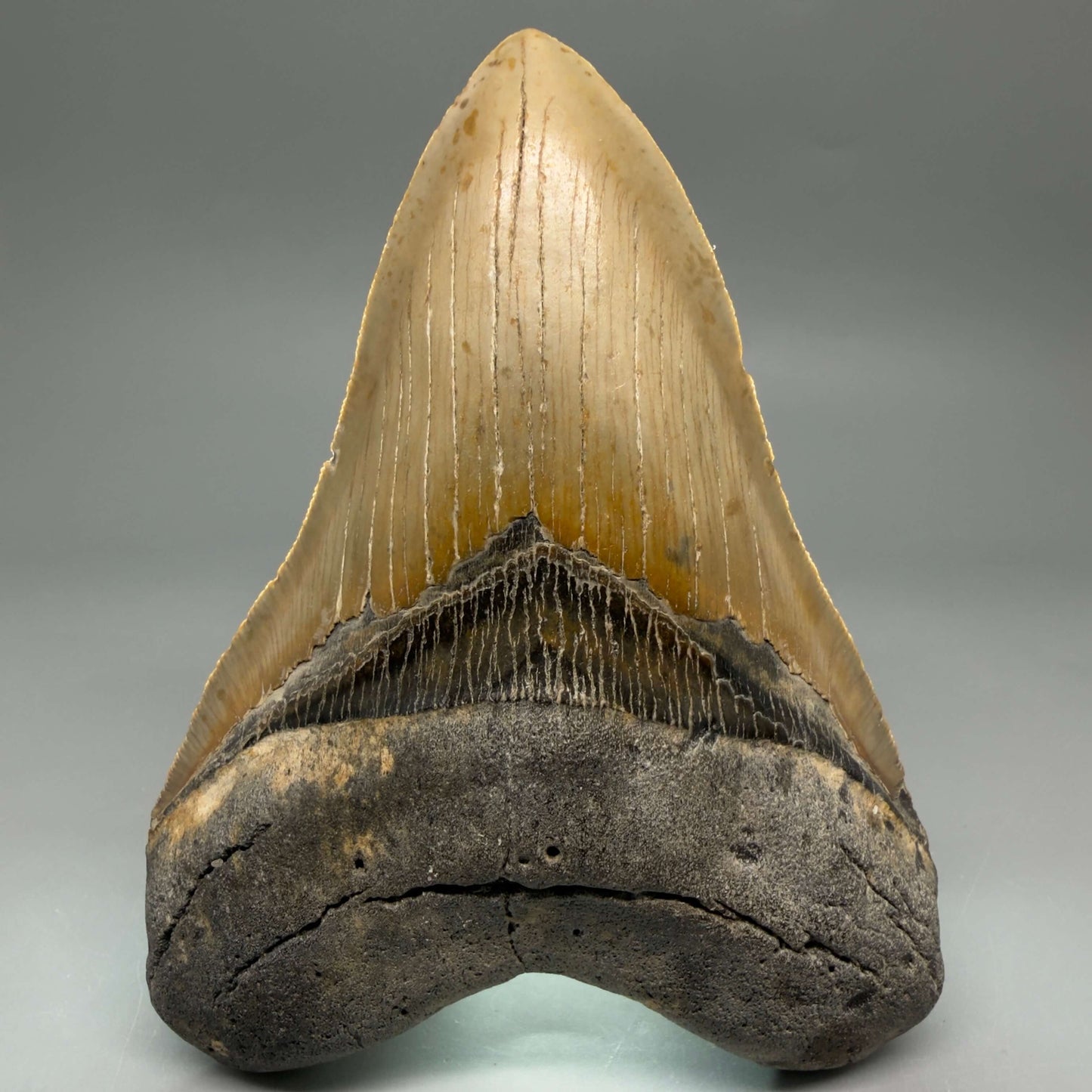Front View Colorful, serrated, heart-shaped 4.98" Authentic Megalodon Tooth – North Carolina CM6463 - 3