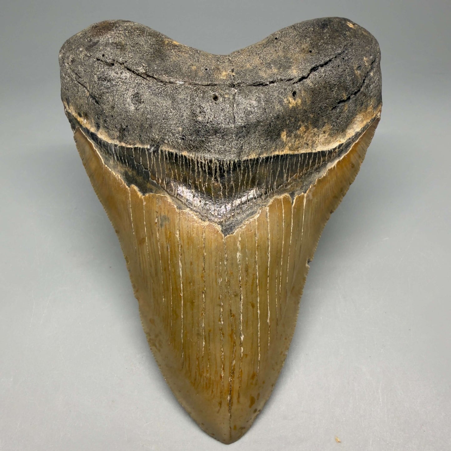Front View Colorful, serrated, heart-shaped 4.98" Authentic Megalodon Tooth – North Carolina CM6463