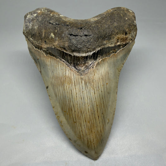 Front View Colorful, serrated, heart-shaped 5.09" Authentic Megalodon Tooth – North Carolina Fossil | Carcharocles megalodon CM6065