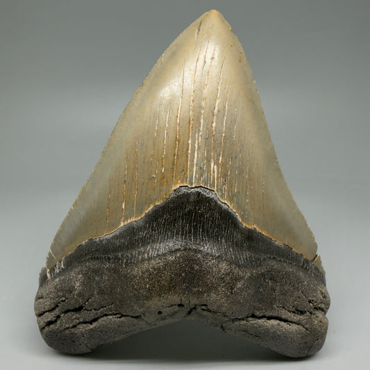 Front View Colorful, serrated, heart-shaped 5.13" Authentic Megalodon Tooth – North Carolina Fossil | Carcharocles megalodon CM6064
