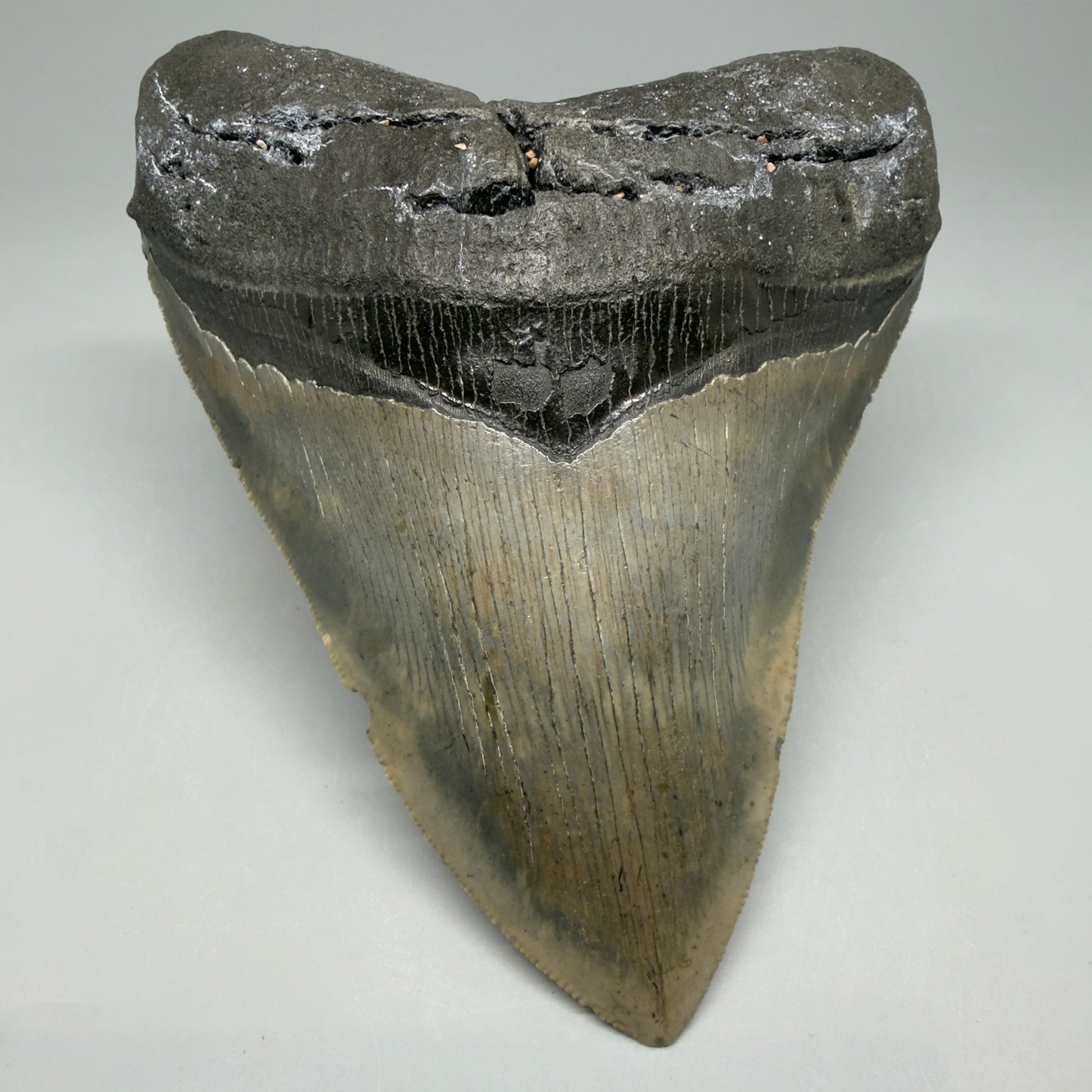 Front View Colorful, serrated, heart-shaped 5.19" Authentic Megalodon Tooth – North Carolina CM6465 - 1