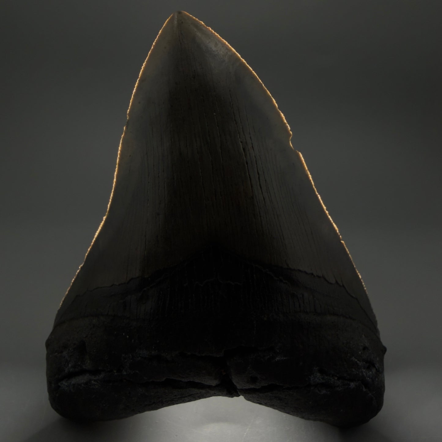 Front View Colorful, serrated, heart-shaped 5.19" Authentic Megalodon Tooth – North Carolina CM6465 - 2