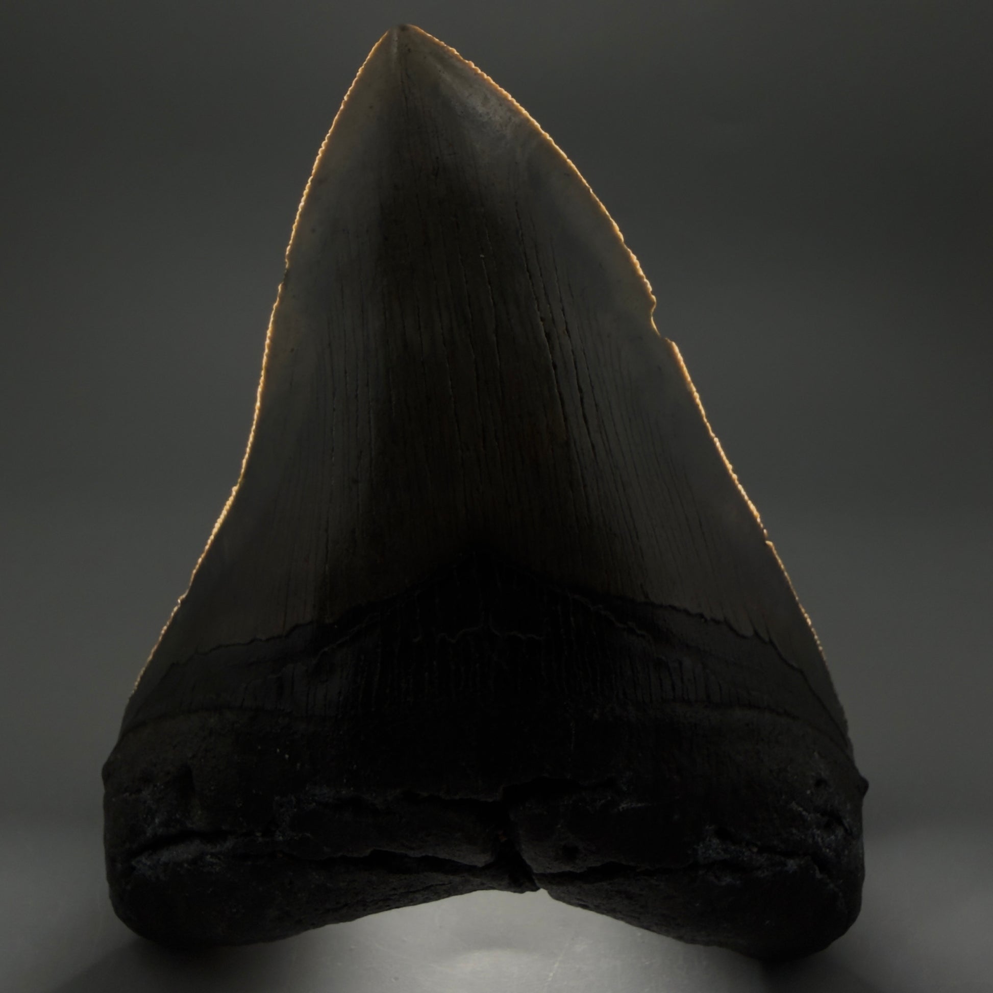 Front View Colorful, serrated, heart-shaped 5.19" Authentic Megalodon Tooth – North Carolina CM6465 - 2