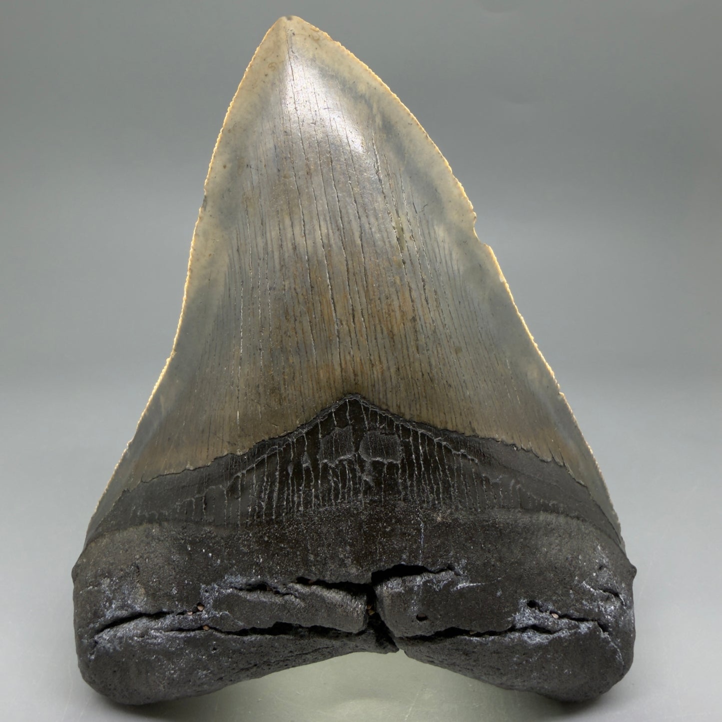 Front View Colorful, serrated, heart-shaped 5.19" Authentic Megalodon Tooth – North Carolina CM6465 - 3