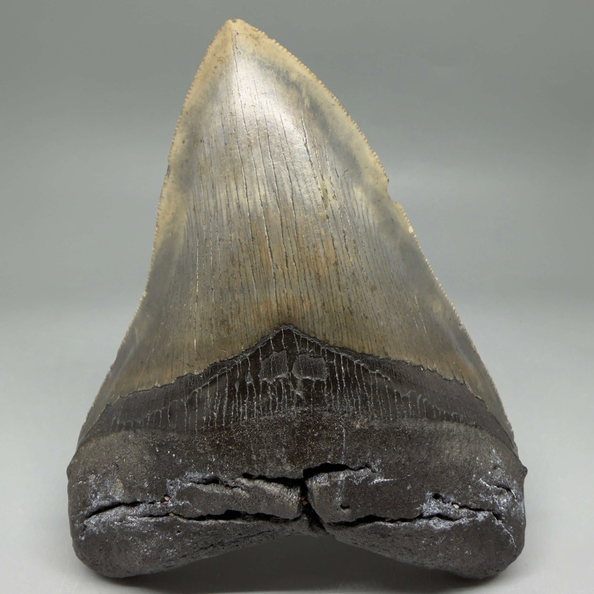 Front View Colorful, serrated, heart-shaped 5.19" Authentic Megalodon Tooth – North Carolina CM6465