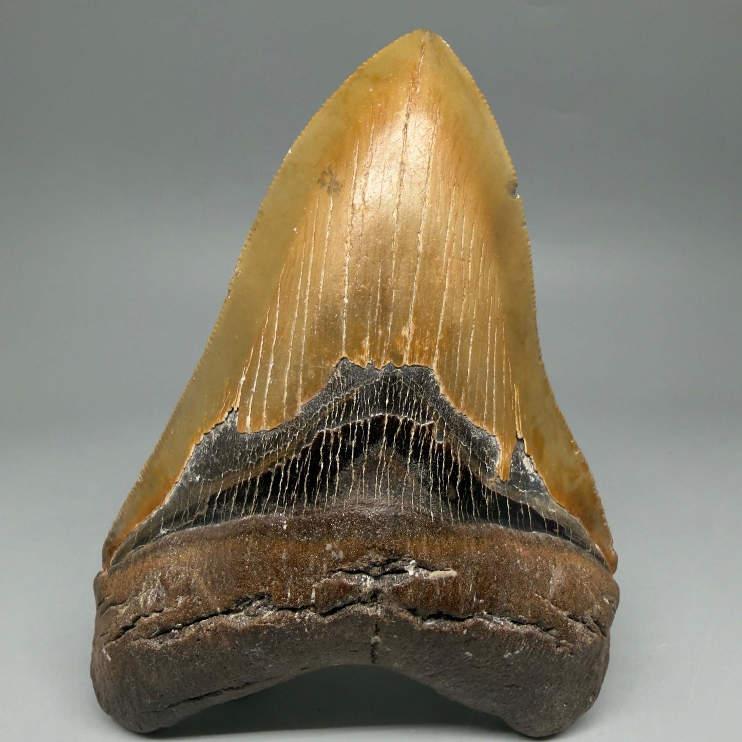 Front View Colorful, serrated, heart-shaped 5.32" Authentic Megalodon Tooth – North Carolina CM6464 - 1