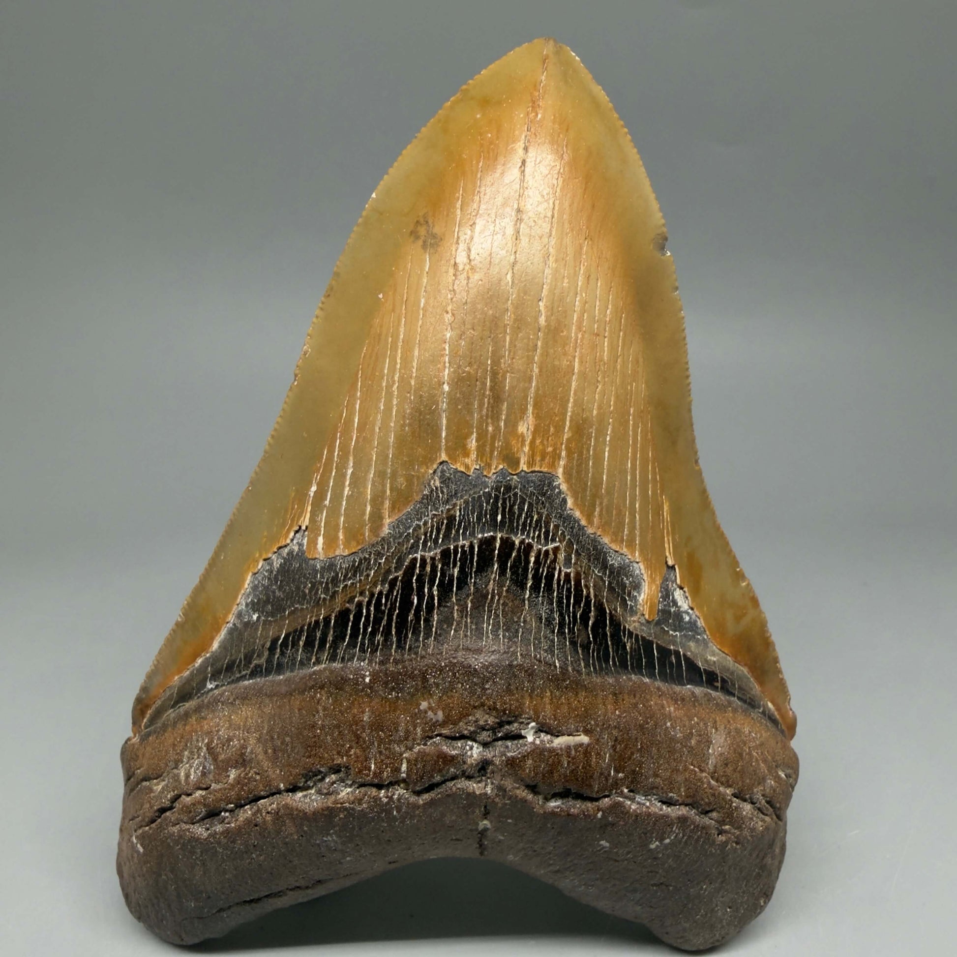 Front View Colorful, serrated, heart-shaped 5.32" Authentic Megalodon Tooth – North Carolina CM6464 - 1