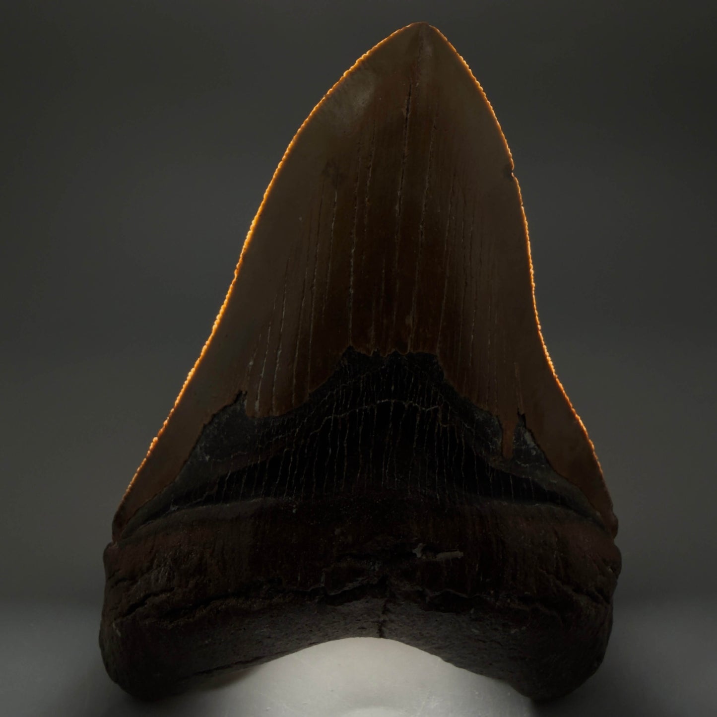 Front View Colorful, serrated, heart-shaped 5.32" Authentic Megalodon Tooth – North Carolina CM6464 - 2