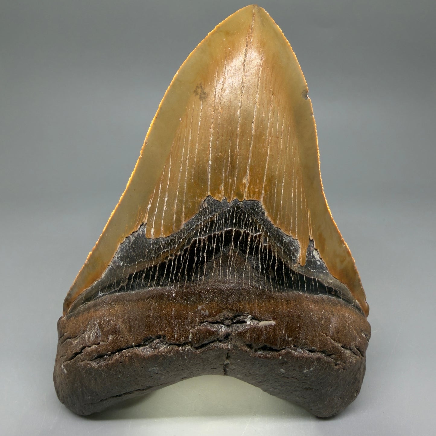 Front View Colorful, serrated, heart-shaped 5.32" Authentic Megalodon Tooth – North Carolina CM6464 - 3
