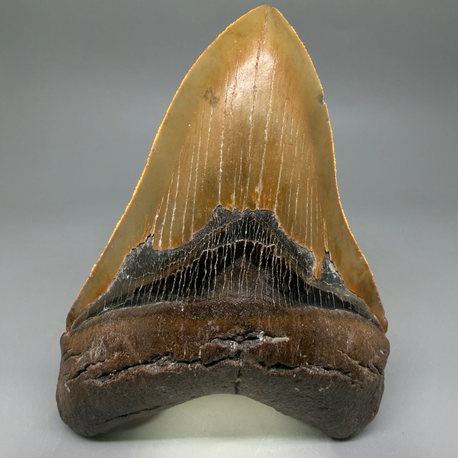 Front View Colorful, serrated, heart-shaped 5.32" Authentic Megalodon Tooth – North Carolina CM6464 - 3