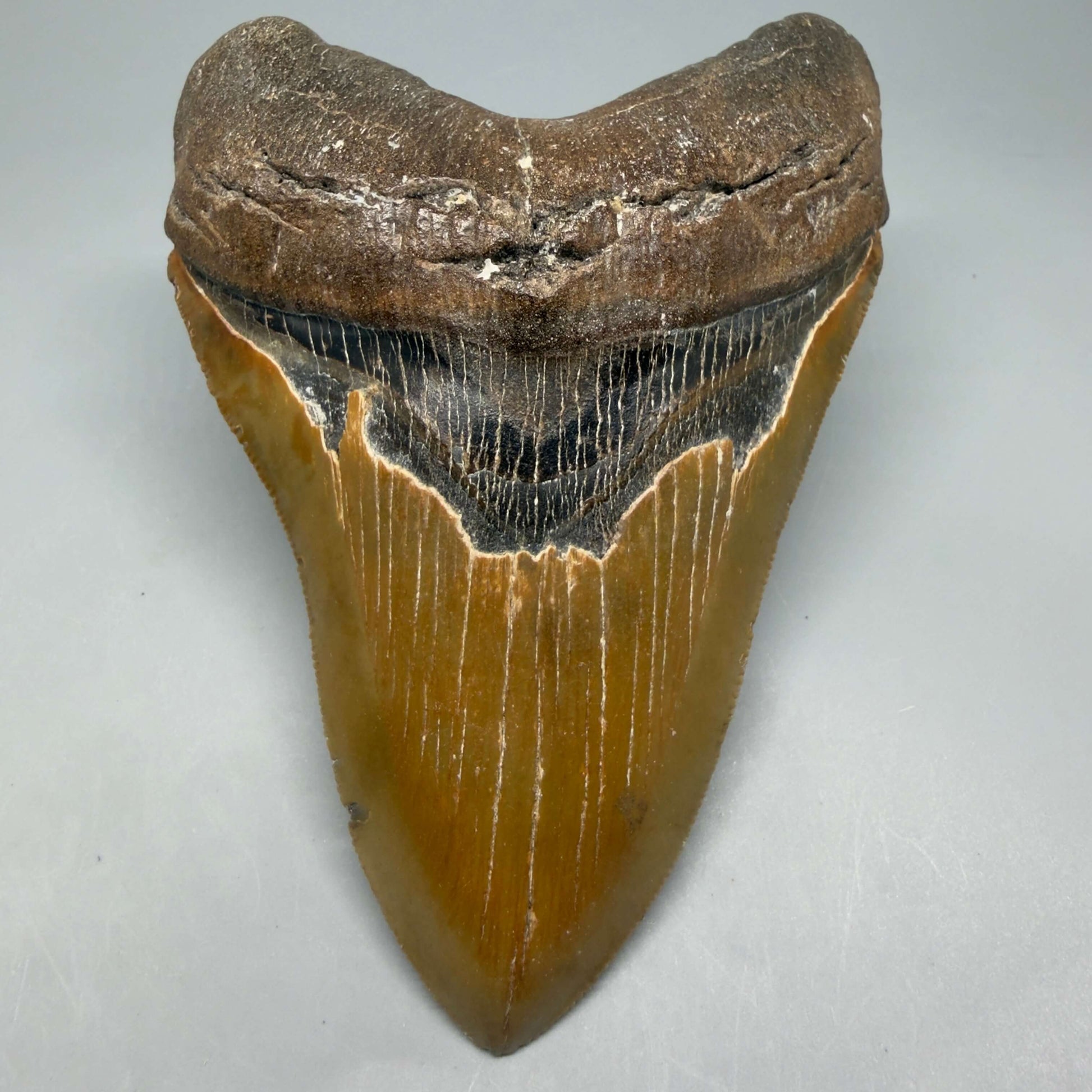Front View Colorful, serrated, heart-shaped 5.32" Authentic Megalodon Tooth – North Carolina CM6464