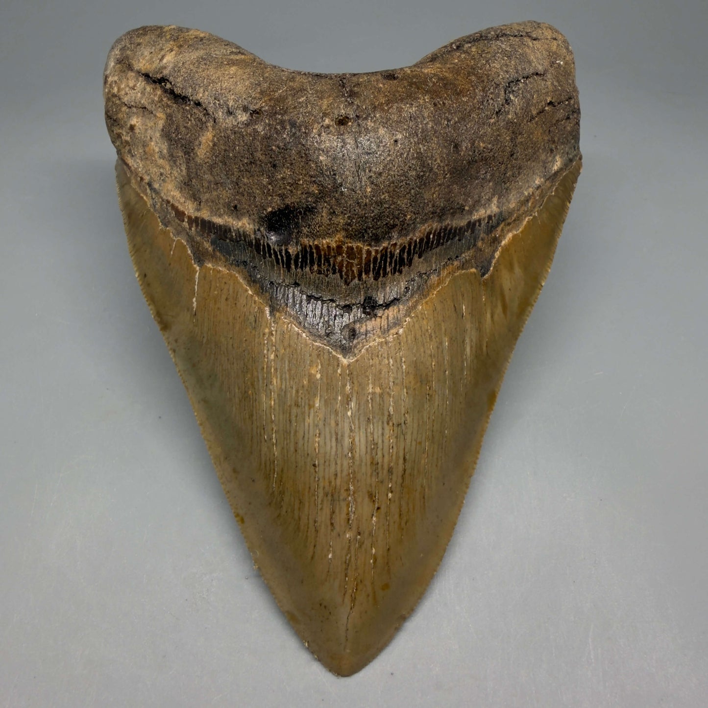 Front View Colorful, serrated, heart-shaped 5.35" Authentic Megalodon Tooth – North Carolina CM6466 - 1 