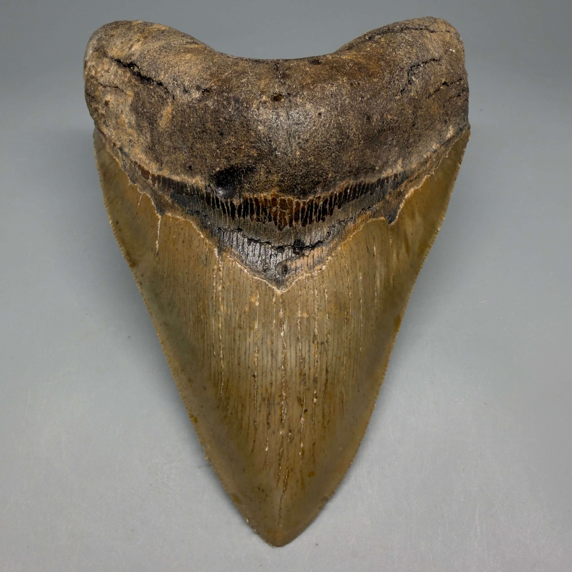 Front View Colorful, serrated, heart-shaped 5.35" Authentic Megalodon Tooth – North Carolina CM6466 - 1 