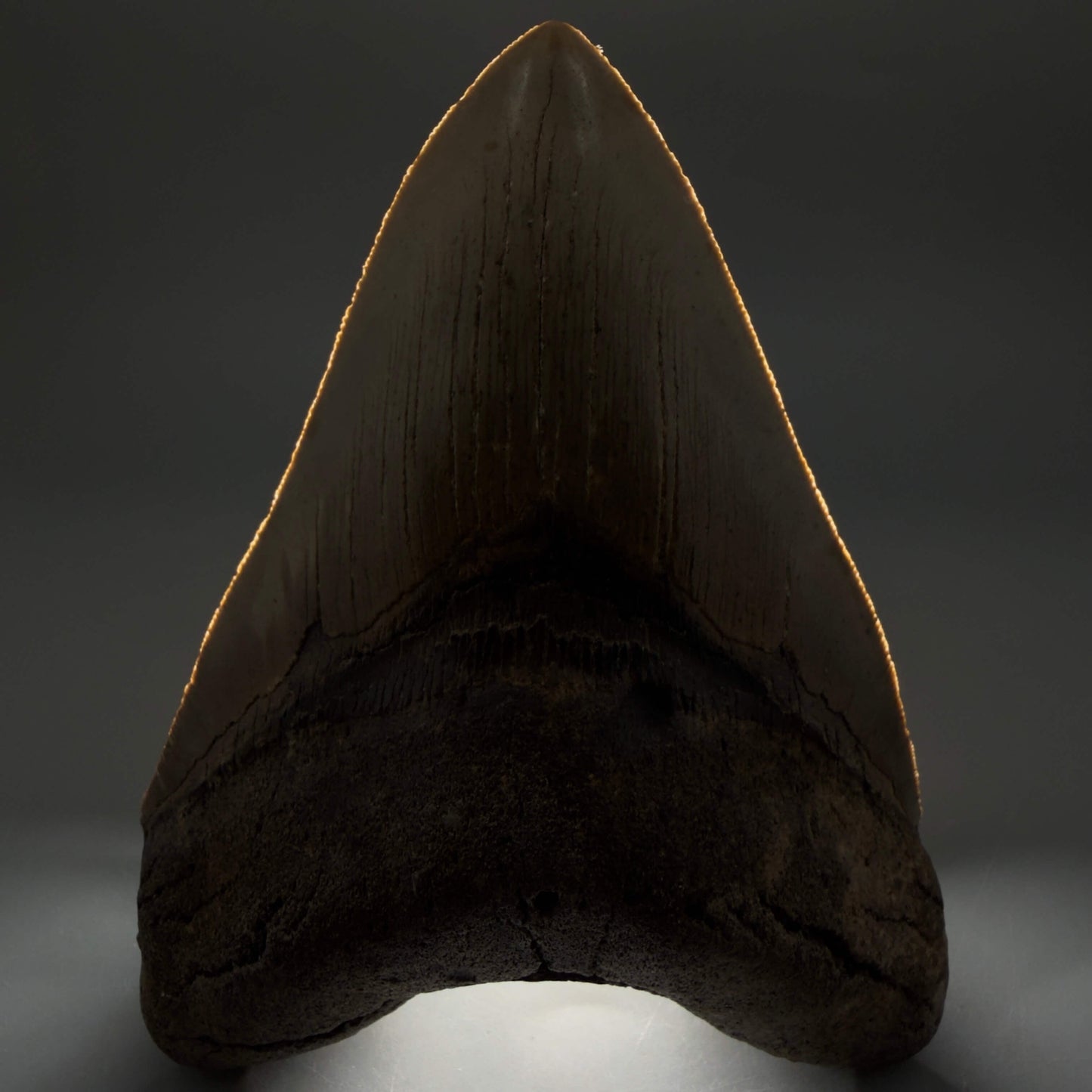 Front View Colorful, serrated, heart-shaped 5.35" Authentic Megalodon Tooth – North Carolina CM6466  - 2