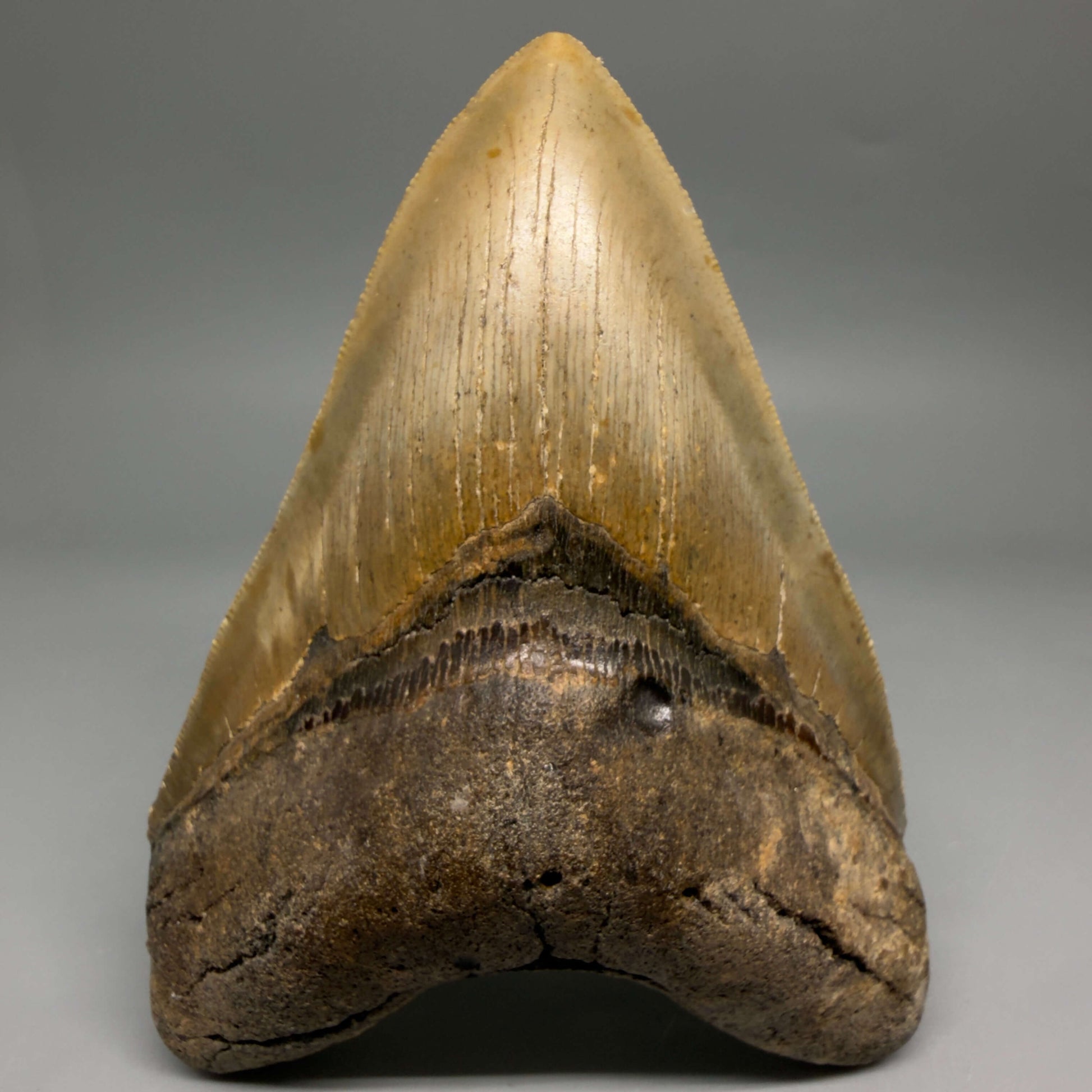 Front View Colorful, serrated, heart-shaped 5.35" Authentic Megalodon Tooth – North Carolina CM6466