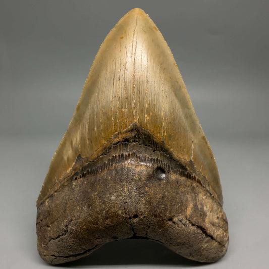 Front View Colorful, serrated, heart-shaped 5.35" Authentic Megalodon Tooth – North Carolina CM6466
