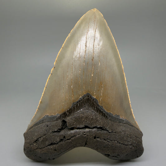 Front View Colorful, serrated, heart-shaped 5.49" Authentic Megalodon Tooth – North Carolina Fossil | Carcharocles megalodon CM6067