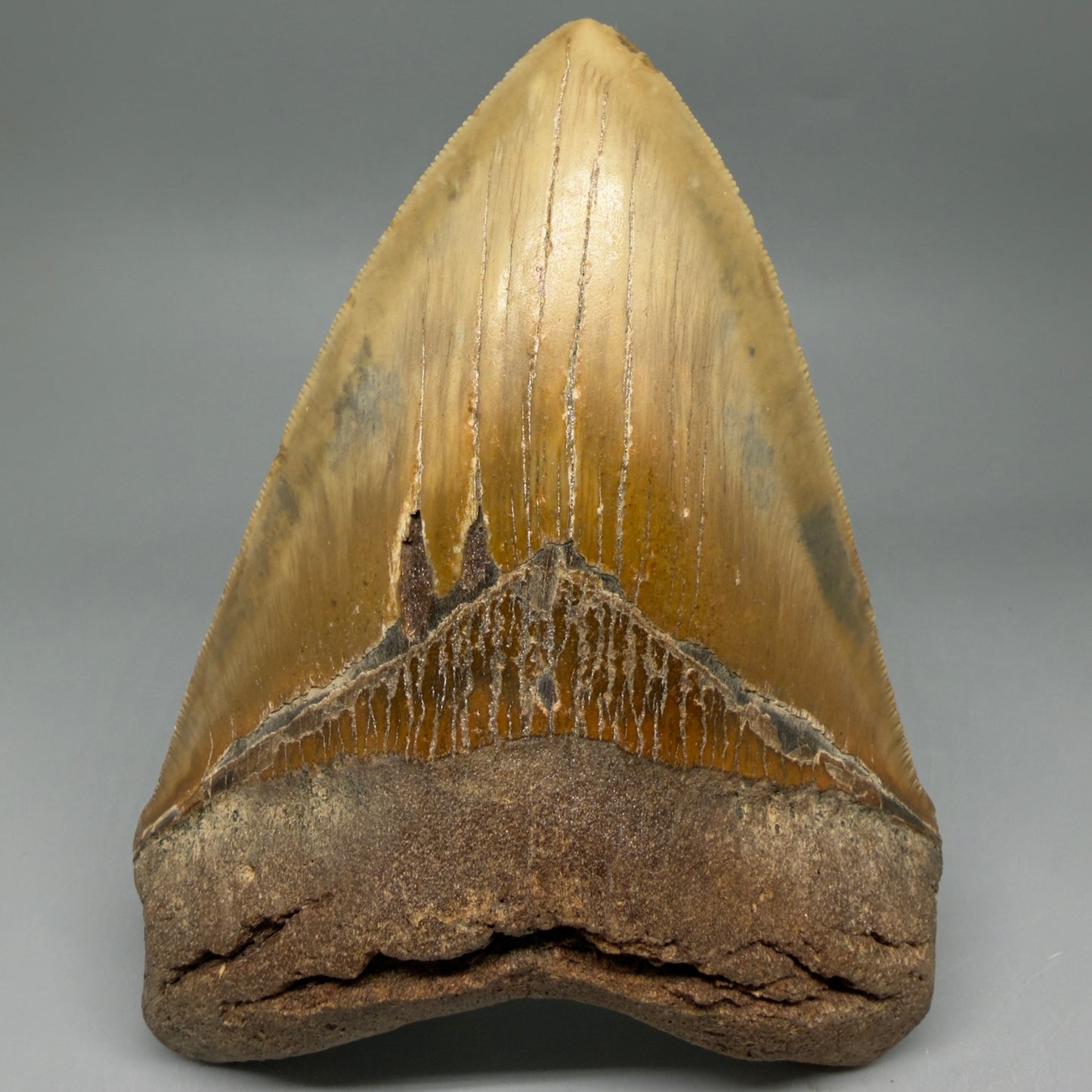 Front View Colorful, serrated, heart-shaped 5.62" Authentic Megalodon Tooth – North Carolina CM6467 - 1