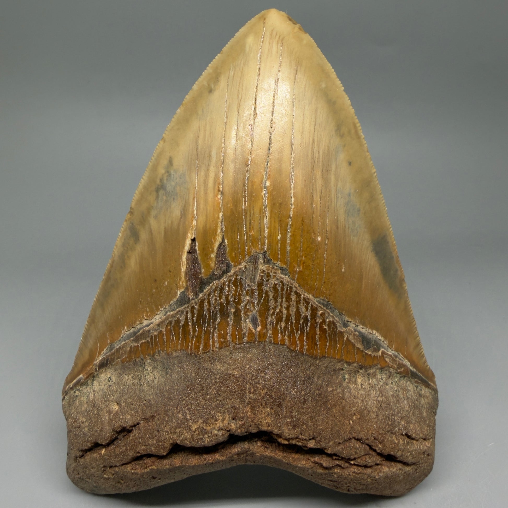Front View Colorful, serrated, heart-shaped 5.62" Authentic Megalodon Tooth – North Carolina CM6467 - 1