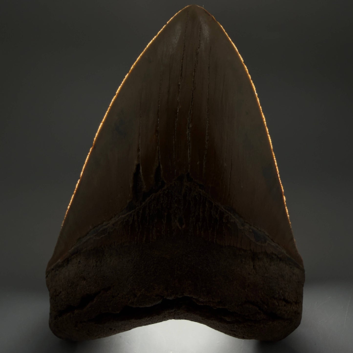 Front View Colorful, serrated, heart-shaped 5.62" Authentic Megalodon Tooth – North Carolina CM6467 - 2
