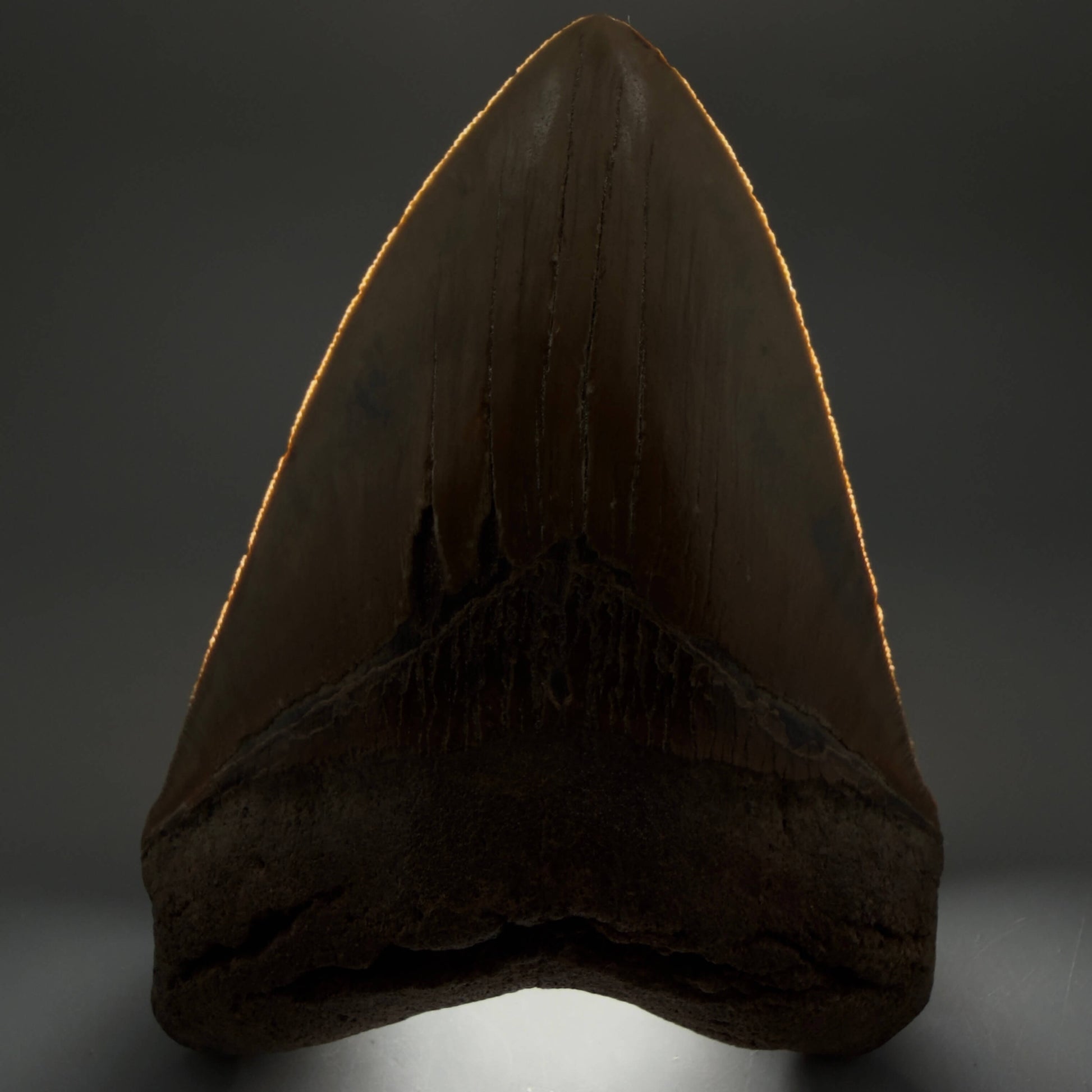Front View Colorful, serrated, heart-shaped 5.62" Authentic Megalodon Tooth – North Carolina CM6467 - 2