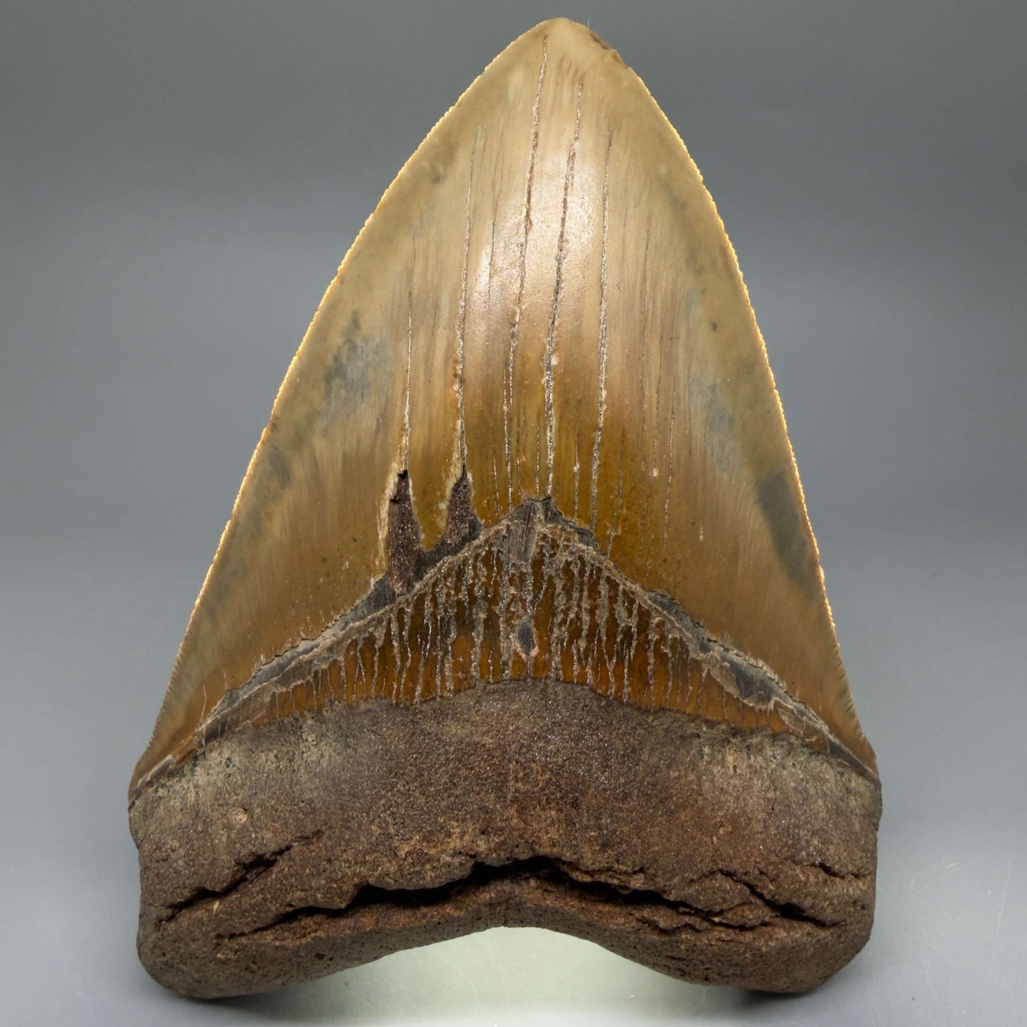 Front View Colorful, serrated, heart-shaped 5.62" Authentic Megalodon Tooth – North Carolina CM6467 - 3