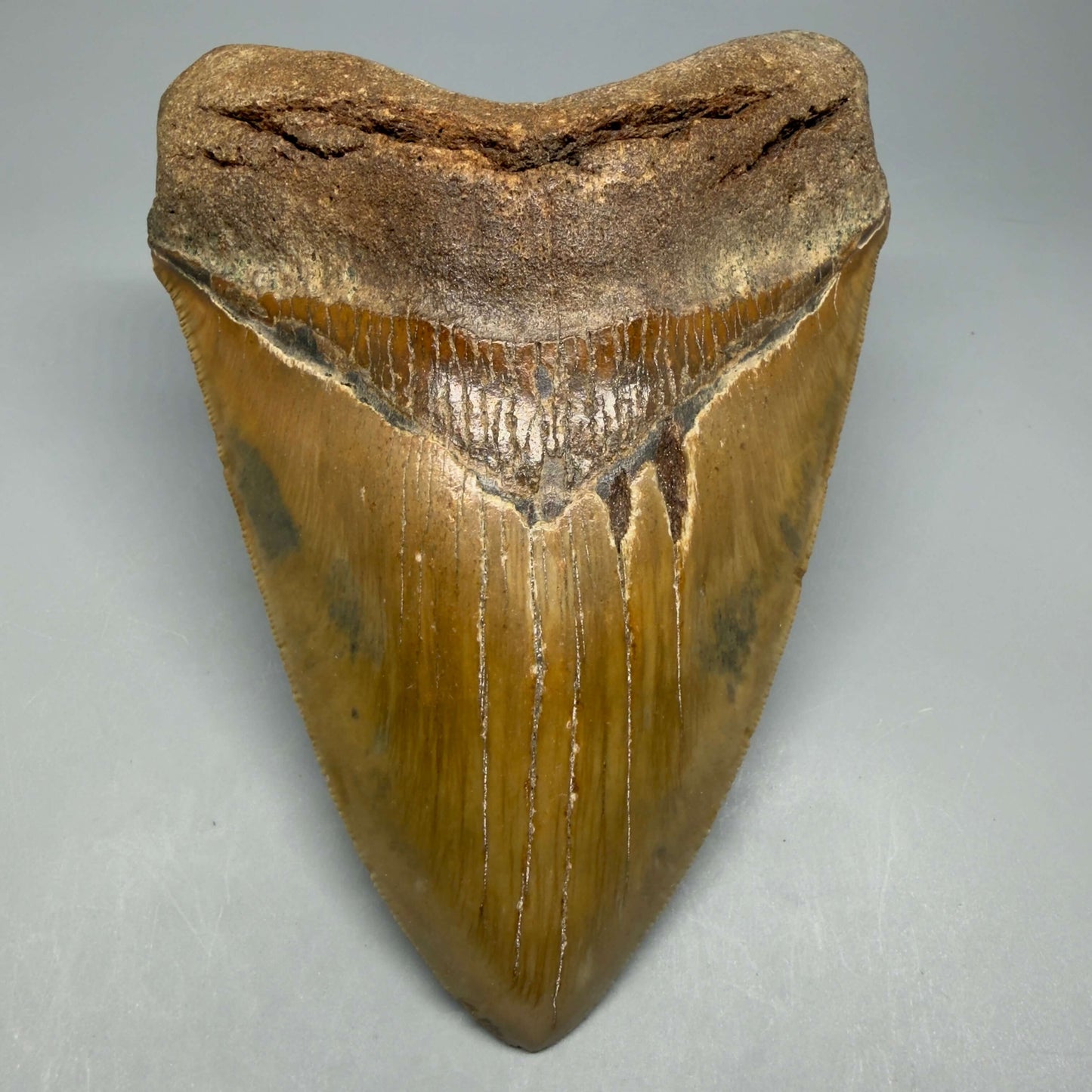 Front View Colorful, serrated, heart-shaped 5.62" Authentic Megalodon Tooth – North Carolina CM6467