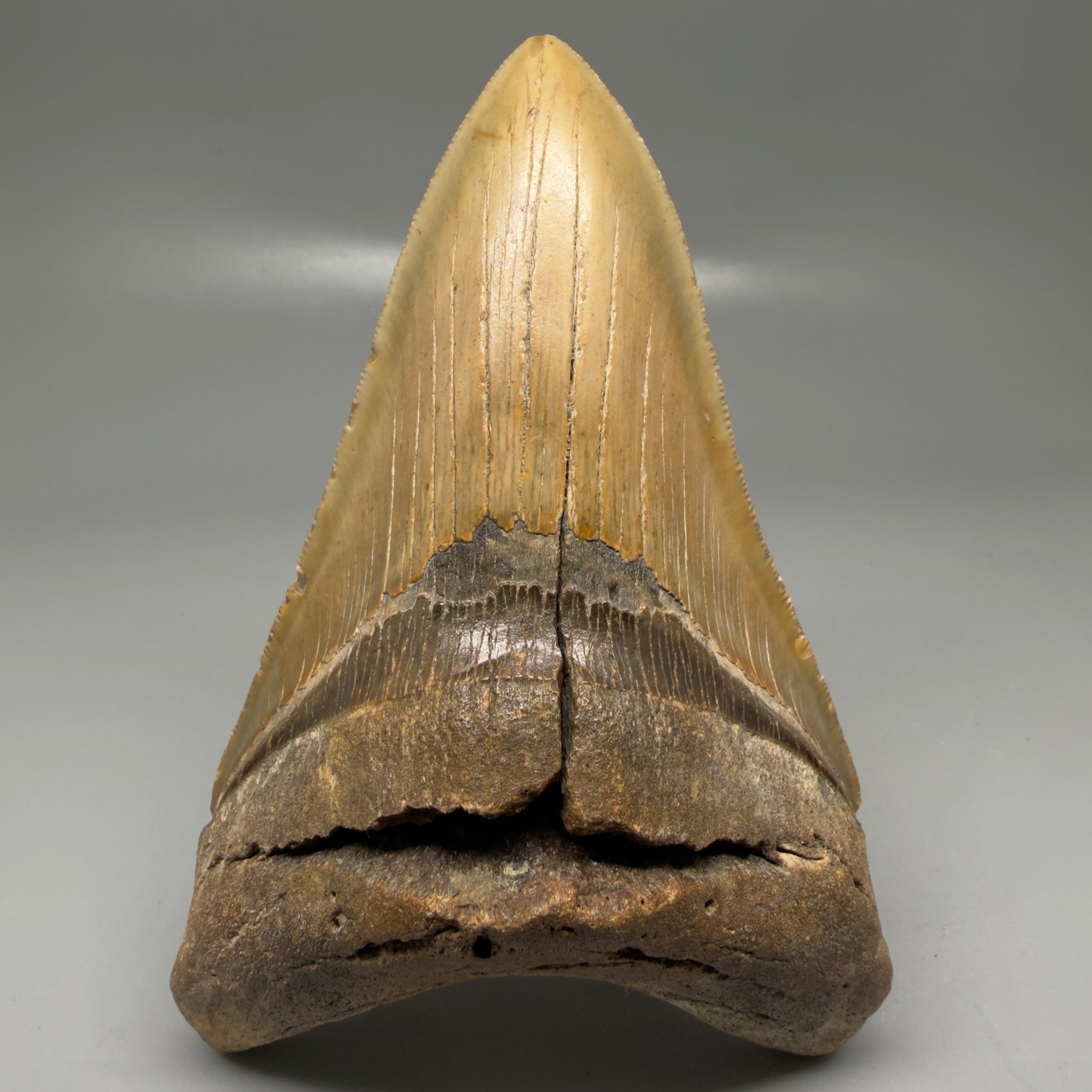 Front View Colorful, serrated, lower 5.17" Authentic Megalodon Tooth – North Carolina Fossil | Carcharocles megalodon CM6136