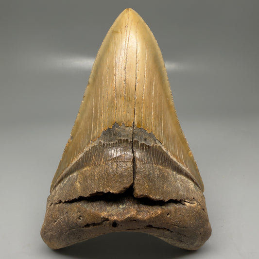 Front View Colorful, serrated, lower 5.17" Authentic Megalodon Tooth – North Carolina Fossil | Carcharocles megalodon CM6136