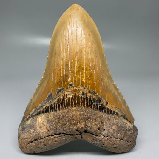 Front View Colorful, serrated, lower 5.27" Authentic Megalodon Tooth – North Carolina Fossil | Carcharocles megalodon CM6145